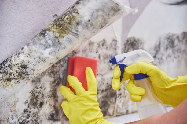 Best Residential Mold Inspection & Testing in Oak Lawn, IL